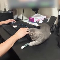 リップクリームを倒す子猫