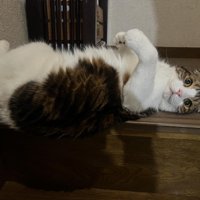 仰向けの猫