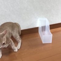 ケースから出ていく猫
