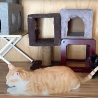 成猫のしっぽで遊んでいる子猫