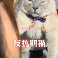 眠そうな猫