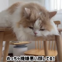 不機嫌な顔の猫