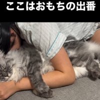 抱きしめられる猫