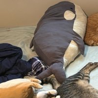 ベッドの抱き枕