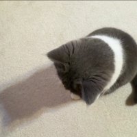 座って床を見ている猫