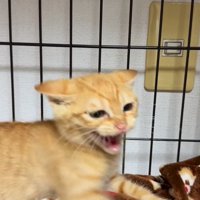 前足を振り上げながら威嚇する茶トラの保護子猫