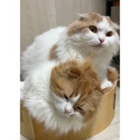 室内にいる猫