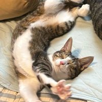 寝ている子猫