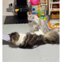 ケンカする猫たち