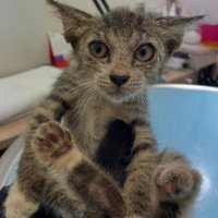 保護された子猫