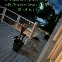 外にいる茶白の猫