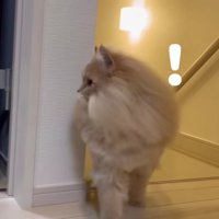 上の階に戻ってきたフランマさん