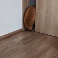 前転する猫