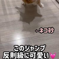 ジャンプをしている猫