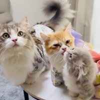 浴衣を着てテーブルに乗る2匹のミヌエットとマンチカン