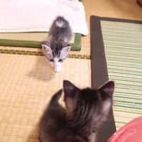 他の猫の後ろを追いかける猫
