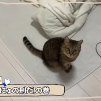 飼い主さんをお出迎えするみにらくん