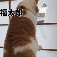 穴を覗く猫