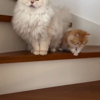 階段に立っている猫と子猫
