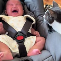 泣いている赤ちゃんと猫