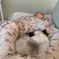 赤ちゃんと寝る猫