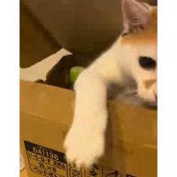 ダンボールにいる猫
