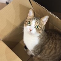 箱に入っている猫