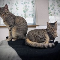 座る2匹の猫