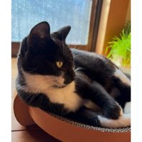 室内にいる猫