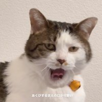 あくびする猫2