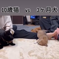 お誘いポーズの子犬と見つめる猫