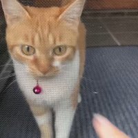 網戸越しの子猫