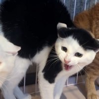 威嚇する白黒猫