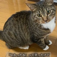 おすわりして見上げる成猫
