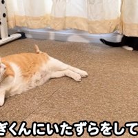 うしろを振り返る猫とそのうしろに2匹の子猫