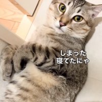 焦る猫
