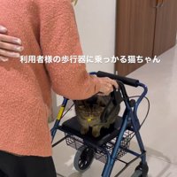 歩行器に座る猫