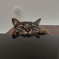 上から見ている猫