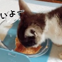 喋りながらウェットフードを食べる子猫
