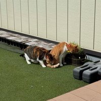 庭にいる2匹の猫