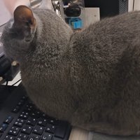 横から