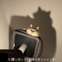 画面中央にいるキャットタワーの上で見下ろす猫（ピントが合っているヒキ）