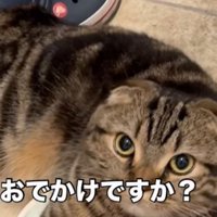 シンバくん