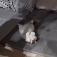 寝転がる猫
