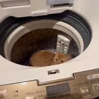 上を向く猫