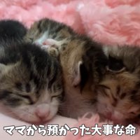 寝ている4匹の子猫