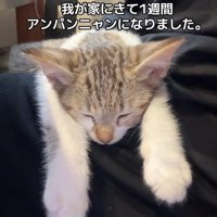 前足を伸ばして寝る子猫