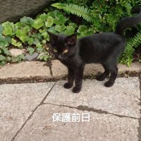 外に立っている子猫