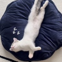 クッションの上で寝る子猫