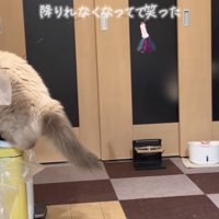 ゴミ箱から降りられないラグドール